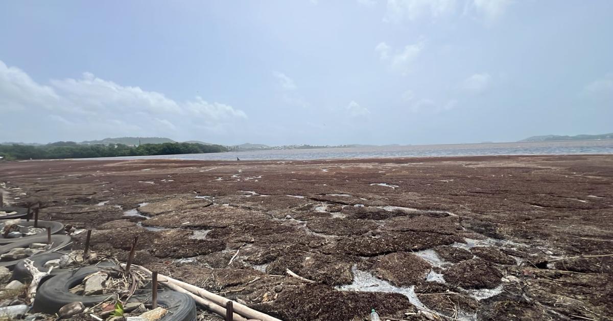 Météo-France prévoit un nombre inédit d’échouements de sargasses en Martinique en 2025